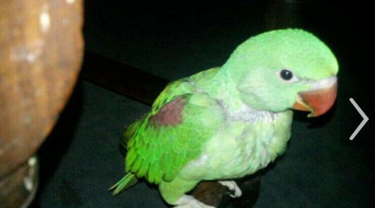 Wanted: Wanted: Looking for a baby Indian ring neck or Alexandrine.