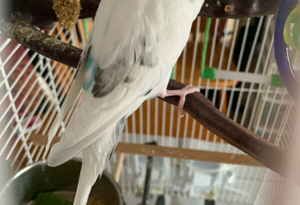 Two Budgies to Rehome