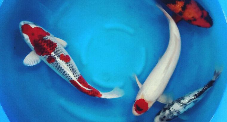 Genuine Koi Fish Flown In From Japan