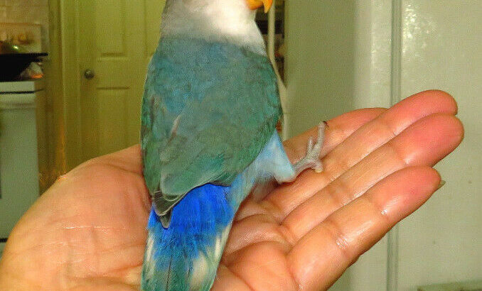 super tame handfed lovebird baby BOY (whiteface blue)