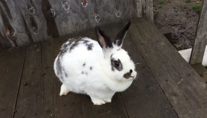 Adorable female Rex bunny