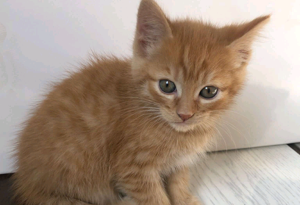 Male orange kittens