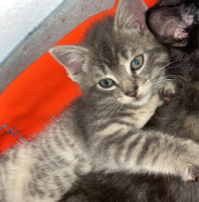 Grey Male Tabby Kitten For Sale!!