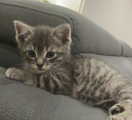 Grey Male Tabby Kitten For Sale!!