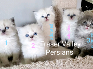 5 Purebred Doll Face Persian Kittens **2 left #1 & 2**