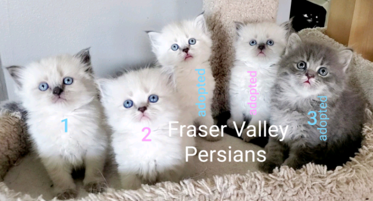 5 Purebred Doll Face Persian Kittens **2 left #1 & 2**