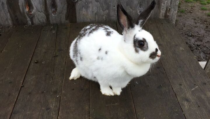 Adorable female Rex bunny