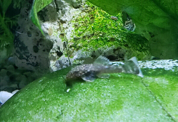 Dwarf bristlenose pleco