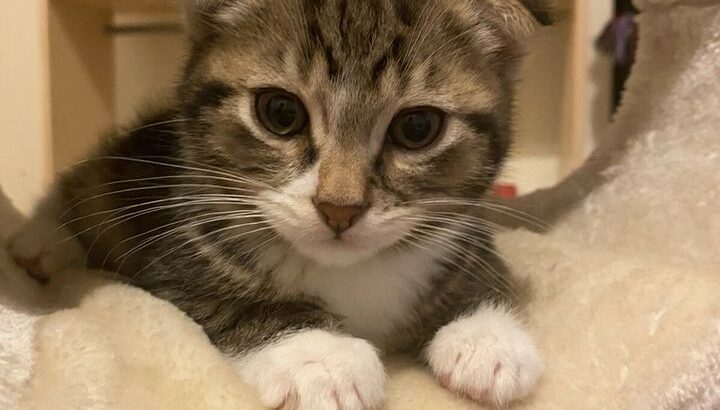 Male Scottish fold kitten Shorthair