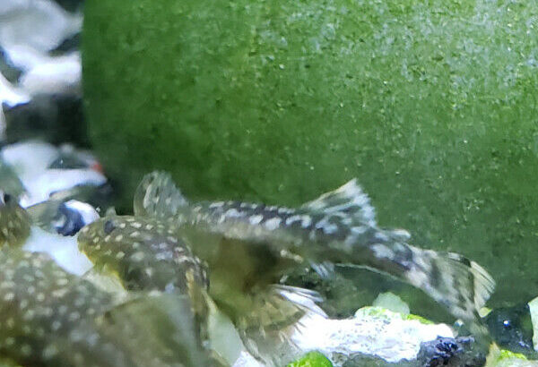 Dwarf bristlenose pleco