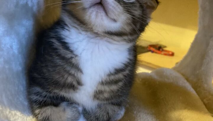 Male Scottish fold kitten Shorthair