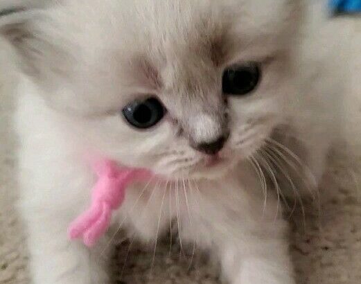 5 Purebred Doll Face Persian Kittens **2 left**