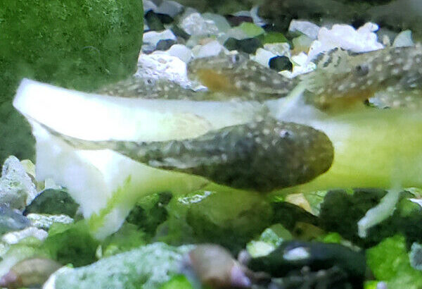 Dwarf bristlenose pleco