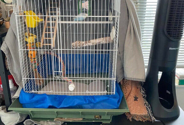 Free Male Budgie