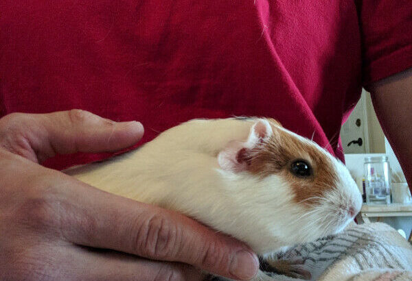 Guinea pig – 2-year-old female with very large cage and all supp