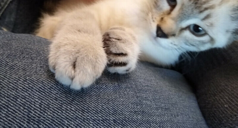 Lynx point kitten