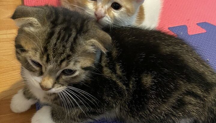 Male Scottish fold kitten Shorthair