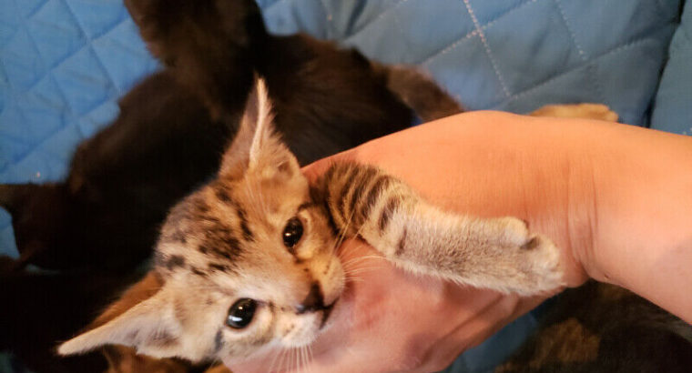 Beautiful F5 Savannah Kittens