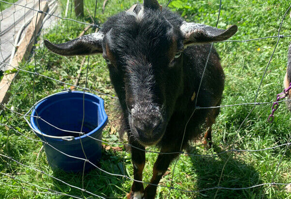 Nigerian Dwarf Buck