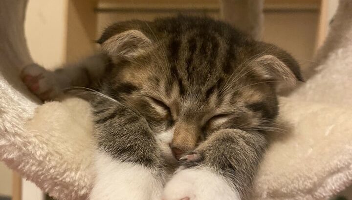 Male Scottish fold kitten Shorthair