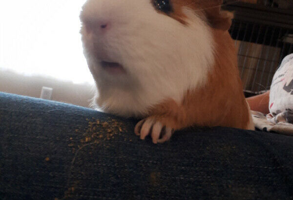 Guinea pig – 2-year-old female with very large cage and all supp