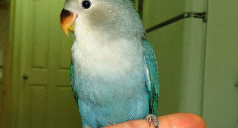 super tame handfed lovebird baby BOY (whiteface blue)