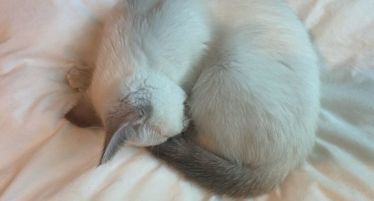 Gorgeous Ragdoll/Siamese cross female kitten