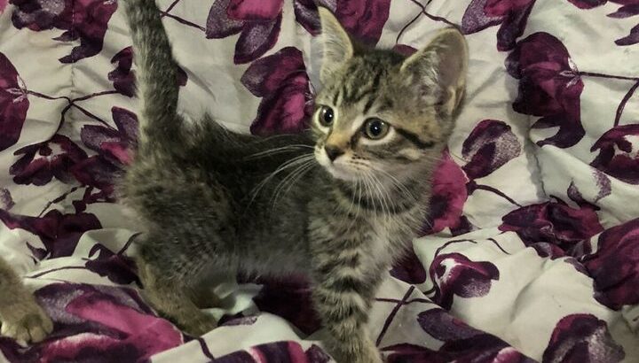 Sweet tabby kitten – fully vetted PENDING