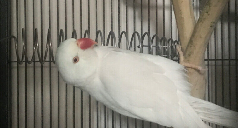 Albino Indian Ringneck Female for rehoming