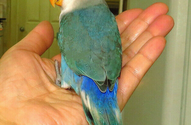 super tame handfed lovebird baby BOY (whiteface blue)