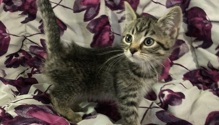 Sweet tabby kitten – fully vetted PENDING