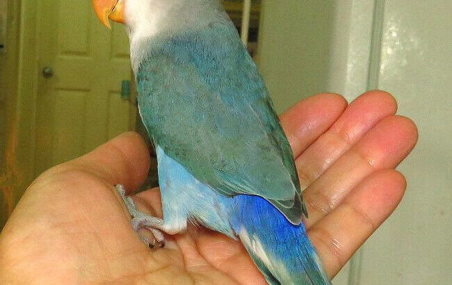 super tame handfed lovebird baby BOY (whiteface blue)