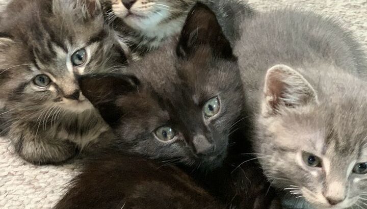 Adorable siameses tabby mix kittens