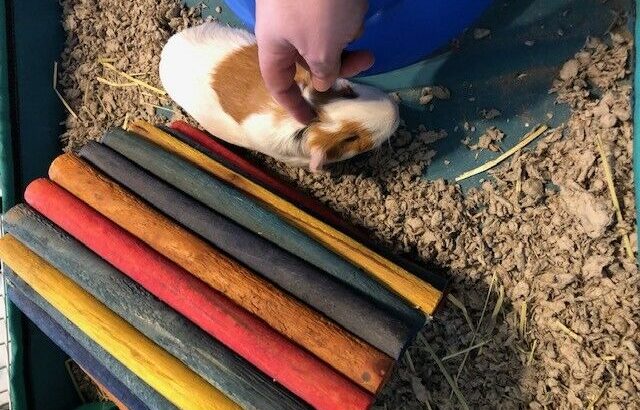 Guinea pig – 2-year-old female with very large cage and all supp