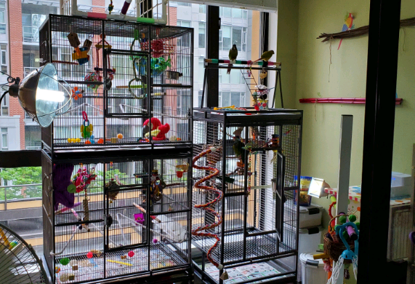 Bird/Parrot Training & Taming