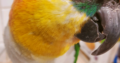 HAVE A PARROT PARTY!!! ERIN’S PARROTS WILL COME TO YOUR PARTY!