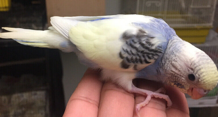 Magnificent flower baby budgie