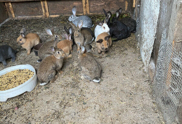 Rabbits New Zealand, California mix for sale. Dove, chicks,