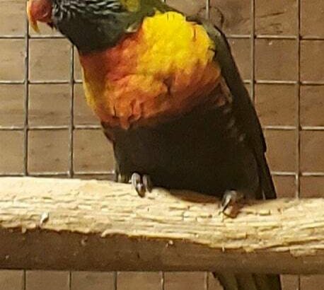 Rainbow lorikeet Mutations