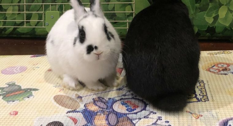 Rehoming dwarf bunny (rabbit) including all stuffs