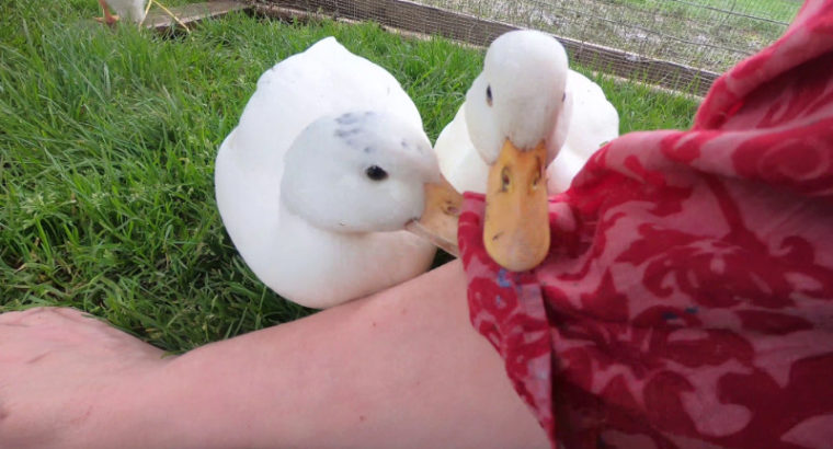 White Call Ducks