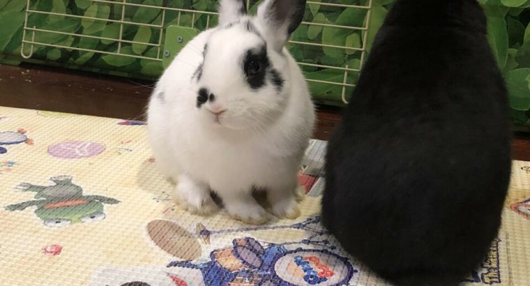Rehoming dwarf bunny (rabbit) including all stuffs