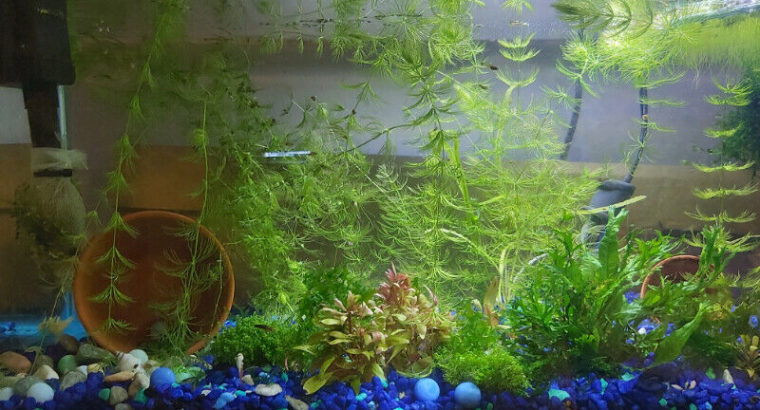 Hornwort – aquarium plant