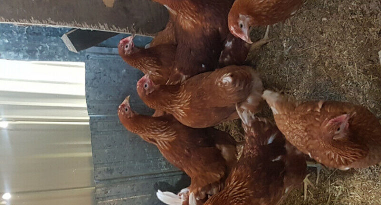 RED LAYING HENS