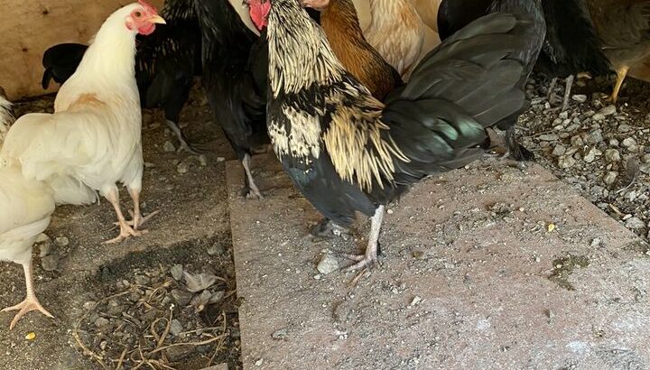 Bantam Chickens