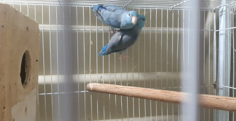 Parrotlet Breeding pair