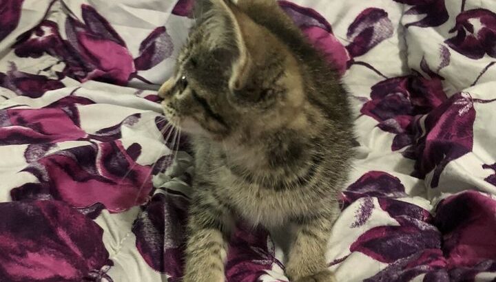 Sweet tabby kitten – fully vetted PENDING