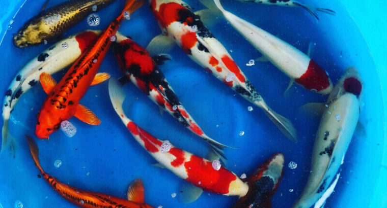 Genuine Koi Fish Flown In From Japan