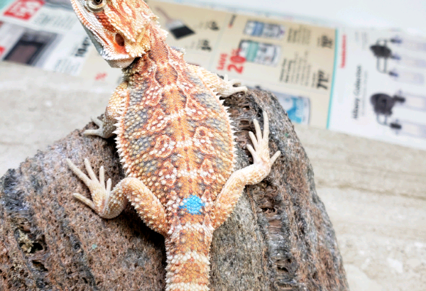 Gorgeous bearded dragons available