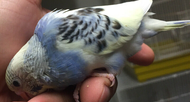 Magnificent flower baby budgie